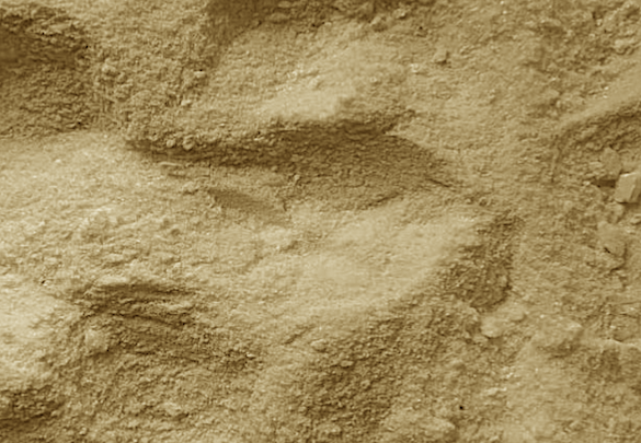 3-Methoxypyridine N-Oxide